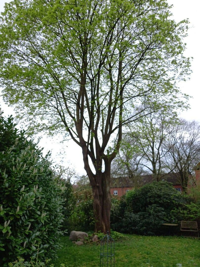 house for sale, 114 m², Bremen St. Magnus, Bremen house for sale, 114 m², Bremen St. Magnus, Bremen