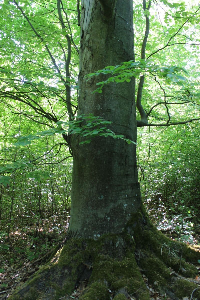 plot for sale, 32,570 m², Bojkovice, Zlínský Region plot for sale, 32,570 m², Bojkovice, Zlínský Region