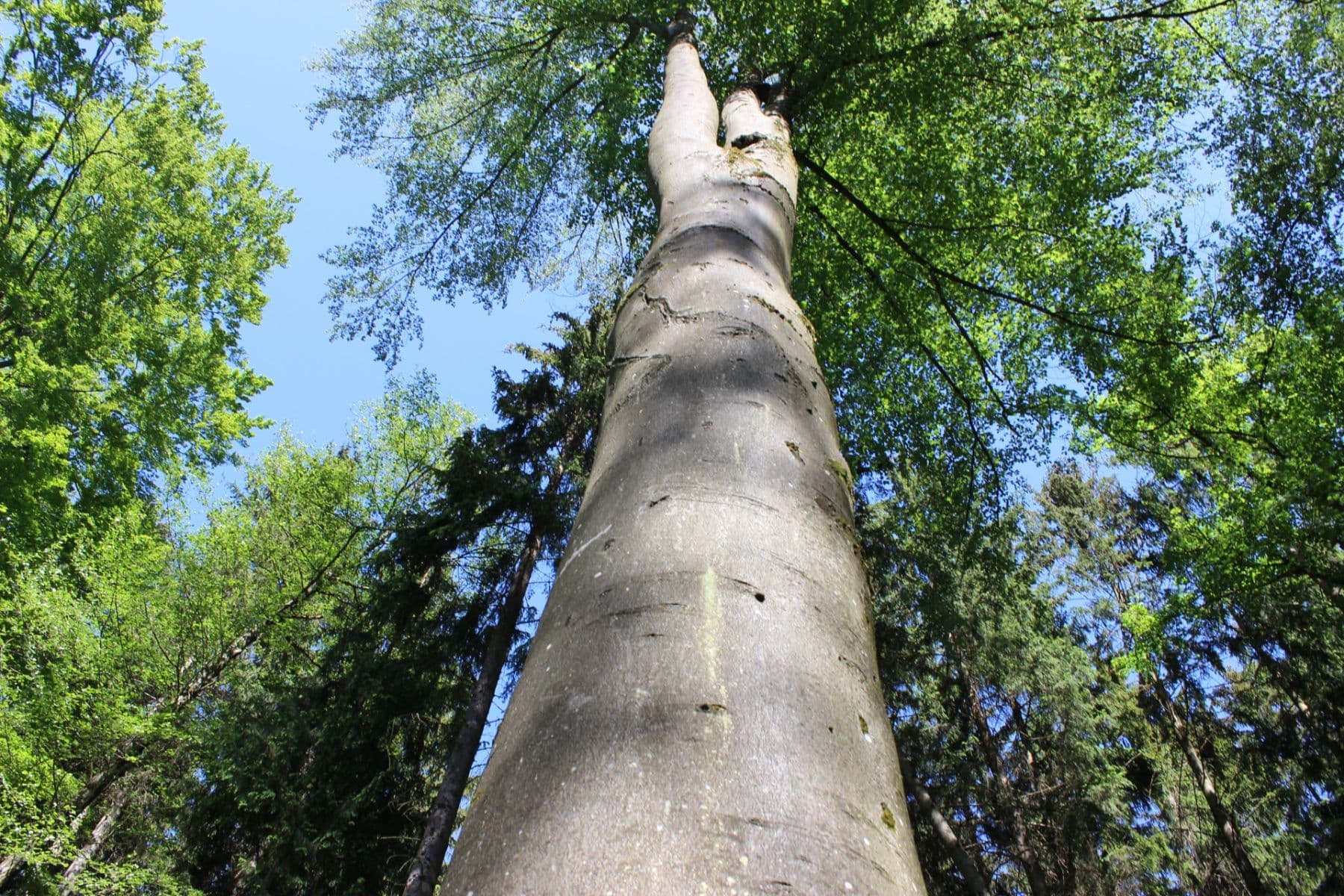 plot for sale, 32,570 m², Bojkovice, Zlínský Region plot for sale, 32,570 m², Bojkovice, Zlínský Region