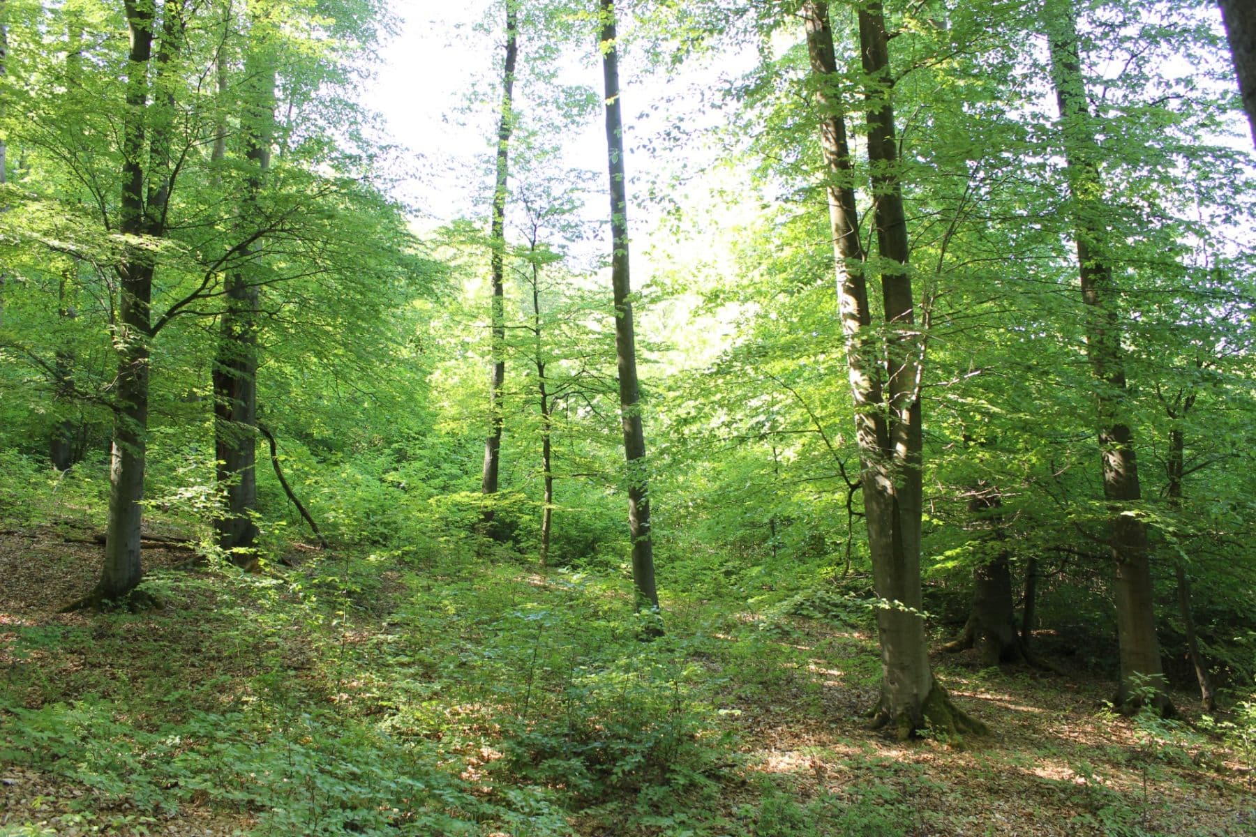 plot for sale, 32,570 m², Bojkovice, Zlínský Region plot for sale, 32,570 m², Bojkovice, Zlínský Region