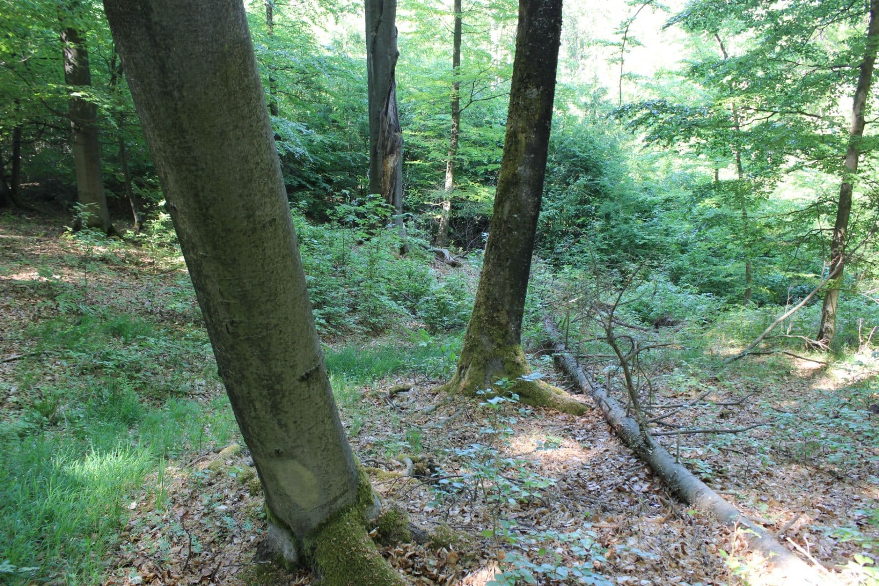 plot for sale, 32,570 m², Bojkovice, Zlínský Region plot for sale, 32,570 m², Bojkovice, Zlínský Region