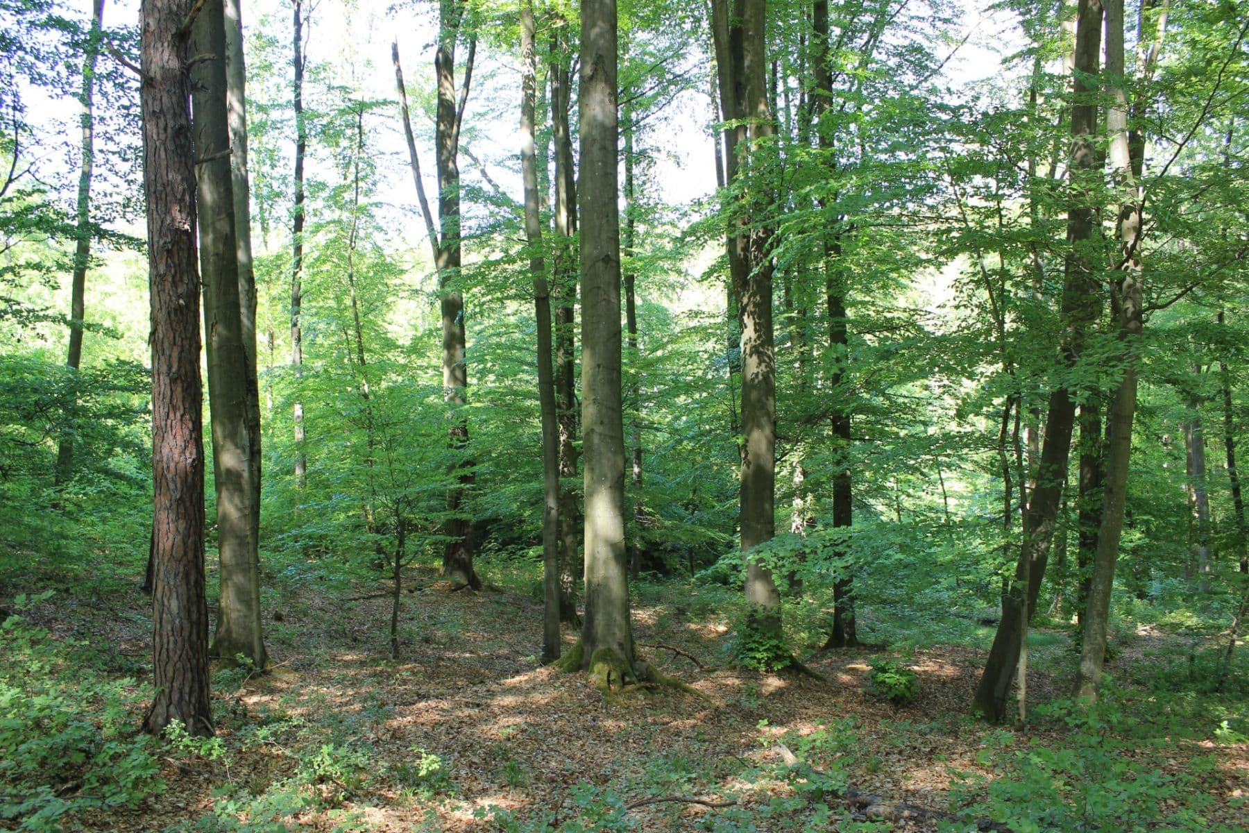 plot for sale, 32,570 m², Bojkovice, Zlínský Region plot for sale, 32,570 m², Bojkovice, Zlínský Region