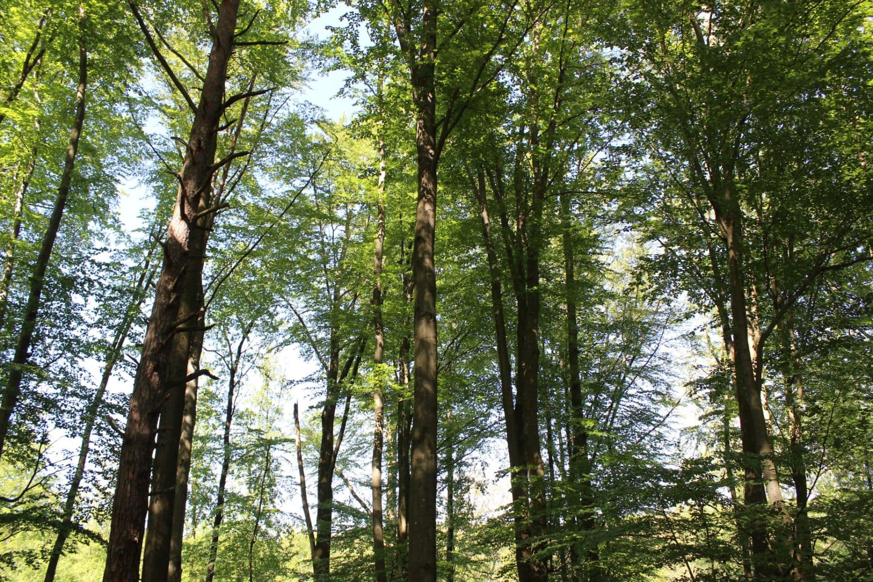 plot for sale, 32,570 m², Bojkovice, Zlínský Region plot for sale, 32,570 m², Bojkovice, Zlínský Region