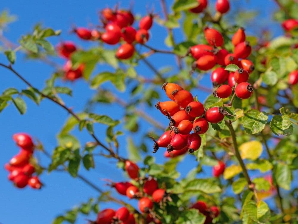 flat to rent, 25 m², Na struze, Olomouc, Olomoucký Region flat to rent, 25 m², Na struze, Olomouc, Olomoucký Region