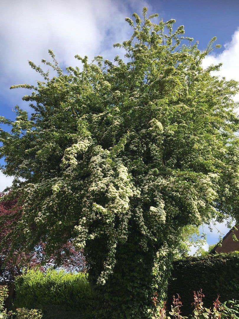 house for sale, 170 m², Grömitz, Schleswig-Holstein house for sale, 170 m², Grömitz, Schleswig-Holstein