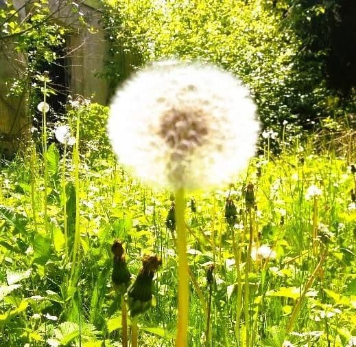 house to rent, 250 m², Wangen im Allgäu, Baden-Württemberg house to rent, 250 m², Wangen im Allgäu, Baden-Württemberg