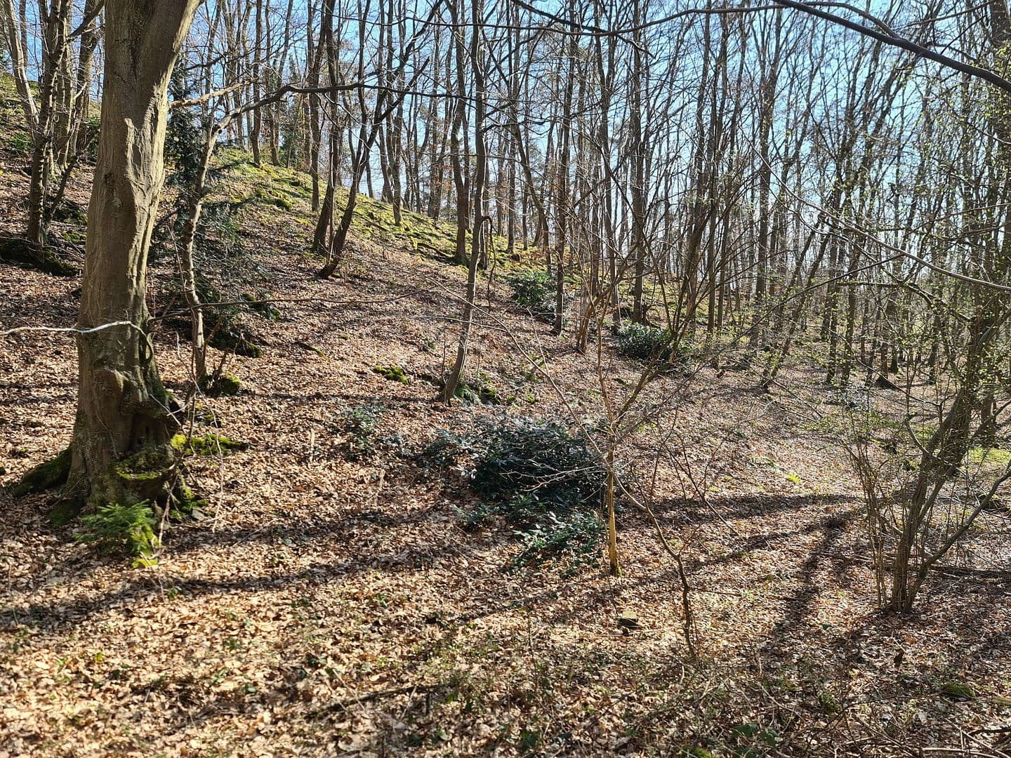 plot for sale, 8,326 m², Wiesengrund, Waldesch, Rhineland-Palatinate plot for sale, 8,326 m², Wiesengrund, Waldesch, Rhineland-Palatinate