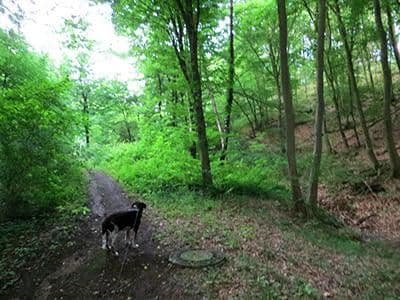 plot for sale, 8,326 m², Wiesengrund, Waldesch, Rhineland-Palatinate plot for sale, 8,326 m², Wiesengrund, Waldesch, Rhineland-Palatinate