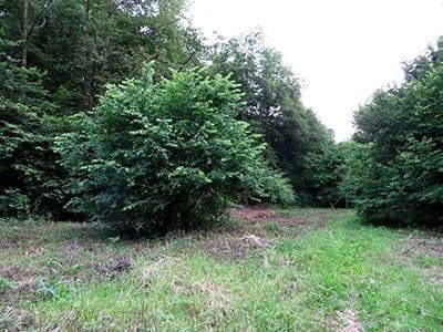 plot for sale, 8,326 m², Wiesengrund, Waldesch, Rhineland-Palatinate plot for sale, 8,326 m², Wiesengrund, Waldesch, Rhineland-Palatinate