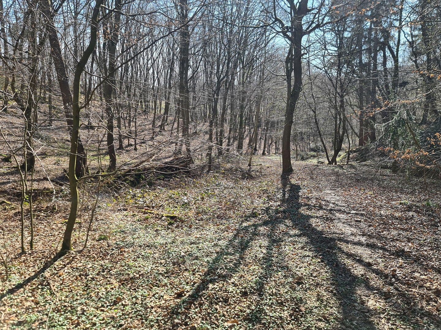 plot for sale, 8,326 m², Wiesengrund, Waldesch, Rhineland-Palatinate plot for sale, 8,326 m², Wiesengrund, Waldesch, Rhineland-Palatinate