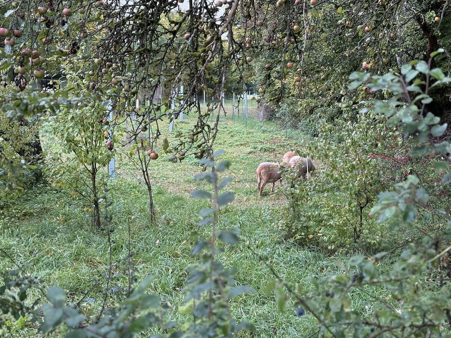 house for sale, 150 m², Schechingen, Baden-Württemberg house for sale, 150 m², Schechingen, Baden-Württemberg