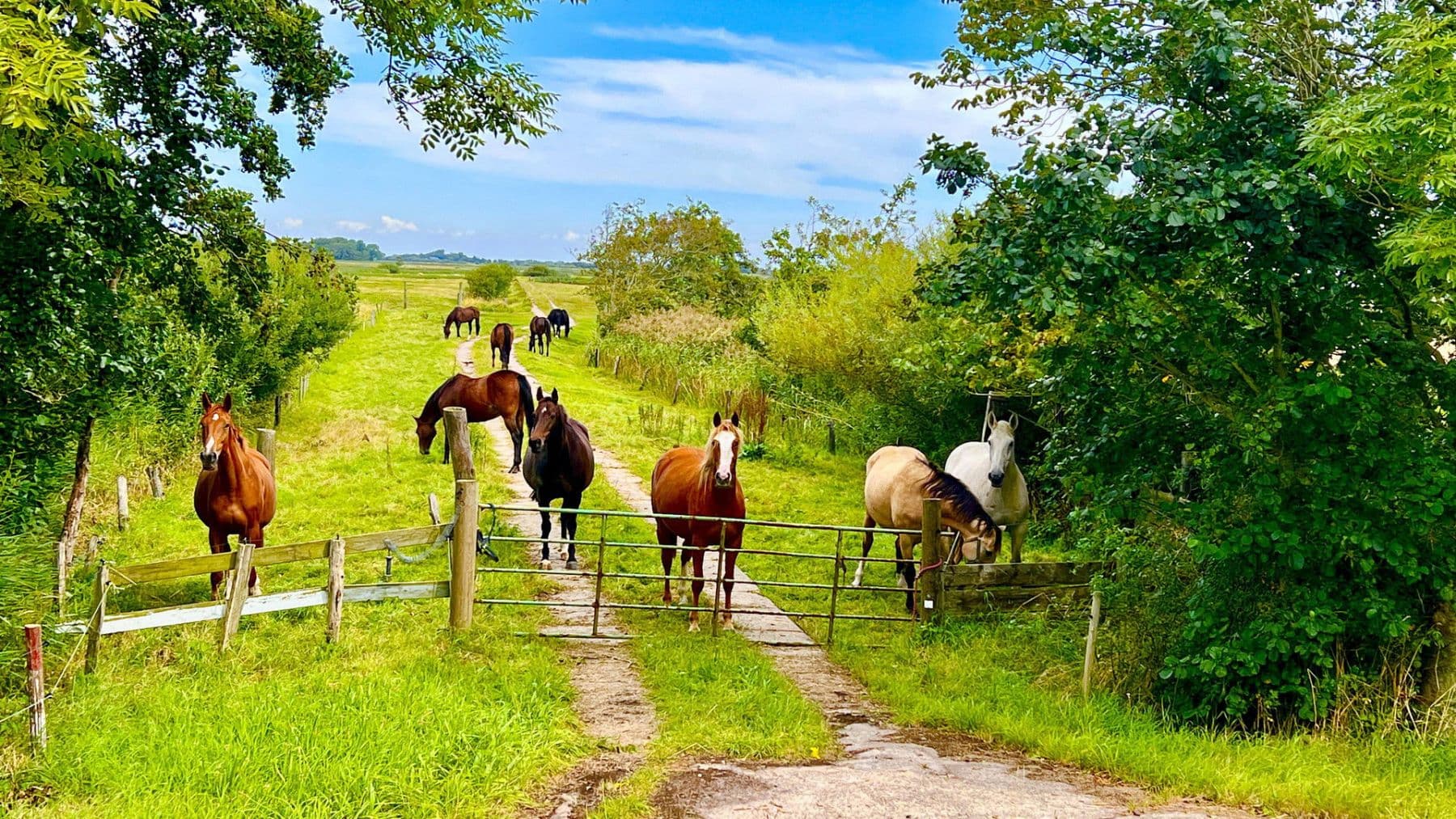 house for sale, 105 m², Bövergeest 28, Sankt Peter-Ording, Schleswig-Holstein house for sale, 105 m², Bövergeest 28, Sankt Peter-Ording, Schleswig-Holstein