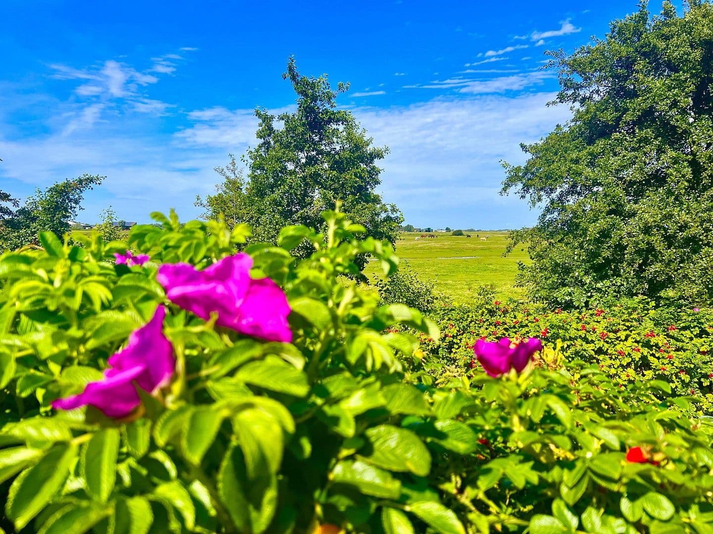 house for sale, 105 m², Bövergeest 28, Sankt Peter-Ording, Schleswig-Holstein house for sale, 105 m², Bövergeest 28, Sankt Peter-Ording, Schleswig-Holstein
