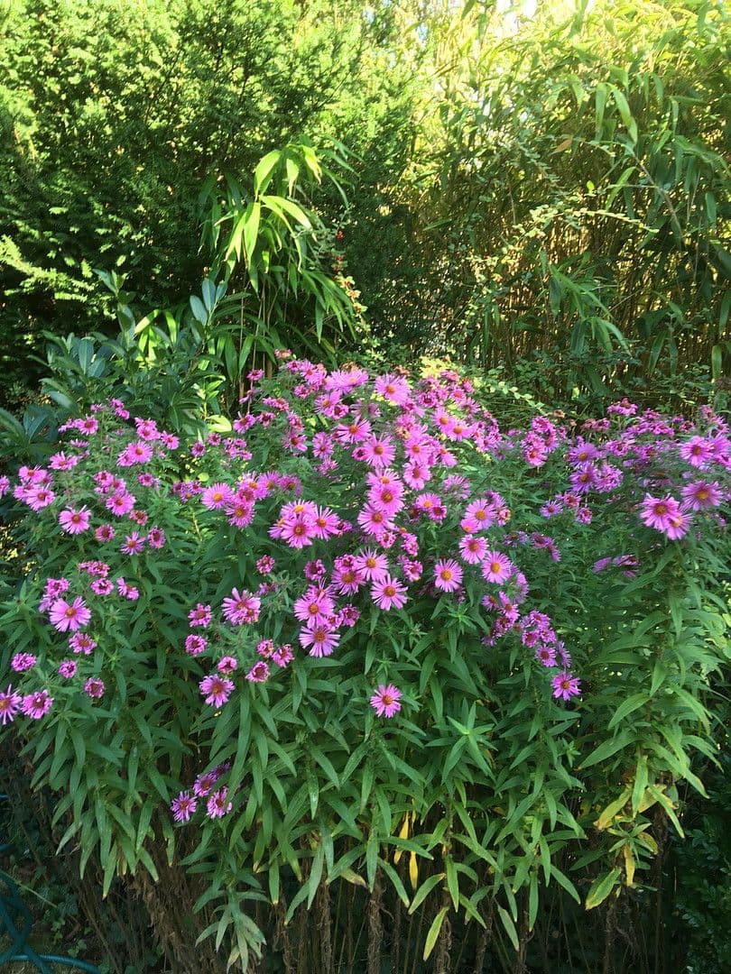 house for sale, 365 m², Saarbrücken, Saarland house for sale, 365 m², Saarbrücken, Saarland