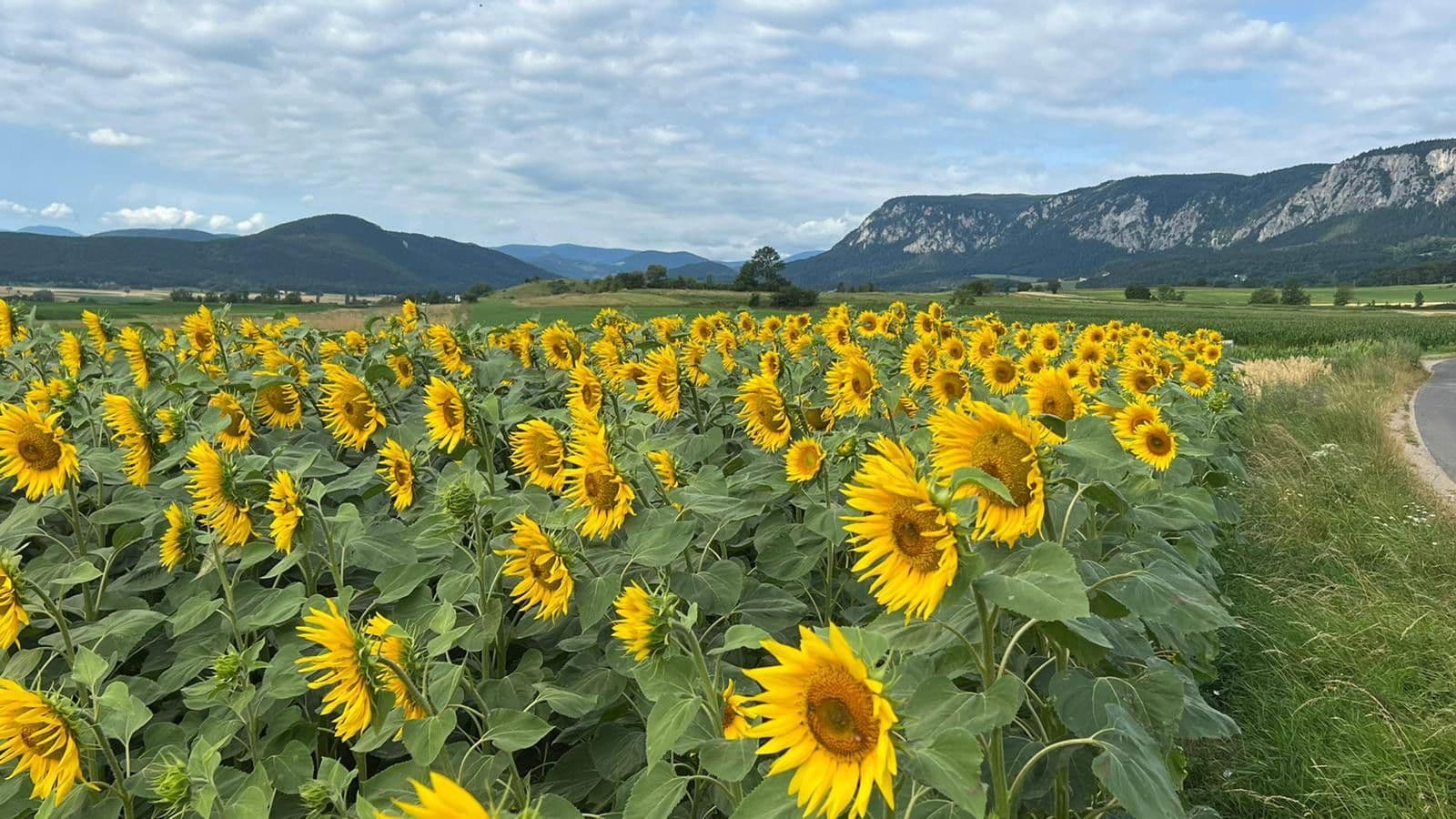 plot for sale, 1,300 m², Stollhof, Lower Austria plot for sale, 1,300 m², Stollhof, Lower Austria