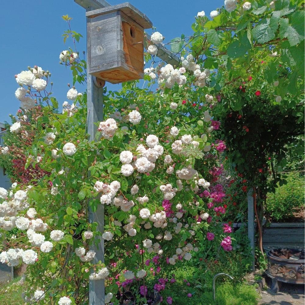 house for sale, 173 m², Ihringen, Baden-Württemberg house for sale, 173 m², Ihringen, Baden-Württemberg