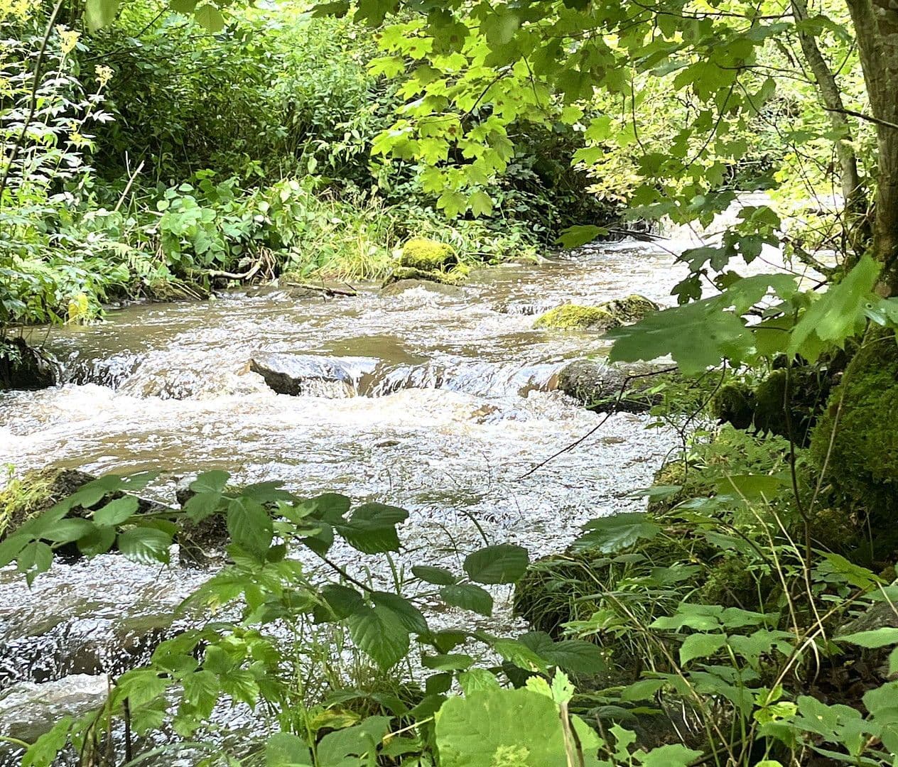 house for sale, 263 m², Wildschapbachstraße 6, Bad Rippoldsau-Schapbach, Baden-Württemberg house for sale, 263 m², Wildschapbachstraße 6, Bad Rippoldsau-Schapbach, Baden-Württemberg