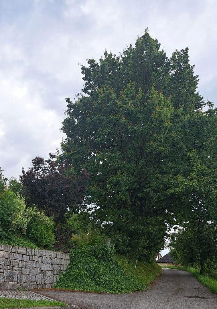 plot for sale, 992 m², Leitnerweg, Leharweg, Walding, Upper Austria plot for sale, 992 m², Leitnerweg, Leharweg, Walding, Upper Austria