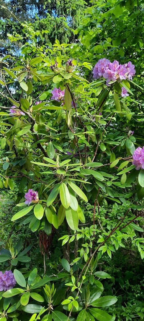 plot for sale, 8,272 m², Ranch Ried Retter, Krems, Lower Austria plot for sale, 8,272 m², Ranch Ried Retter, Krems, Lower Austria