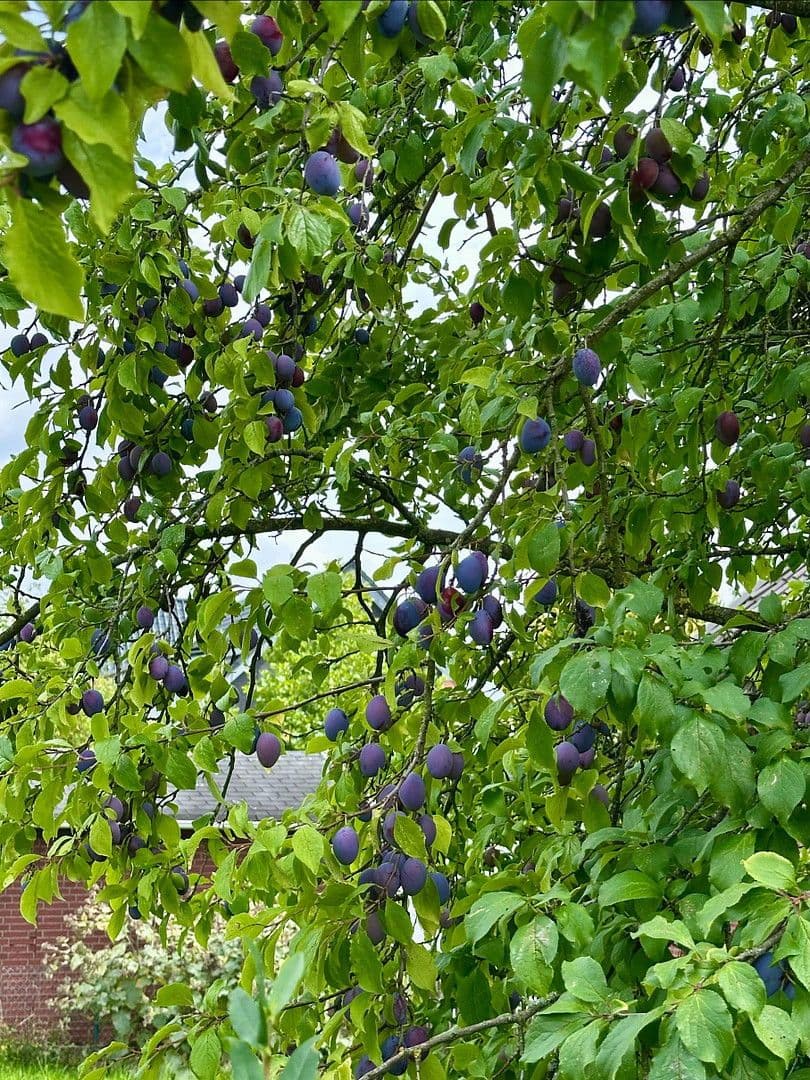 house for sale, 158 m², Altenberge, North Rhine-Westphalia house for sale, 158 m², Altenberge, North Rhine-Westphalia