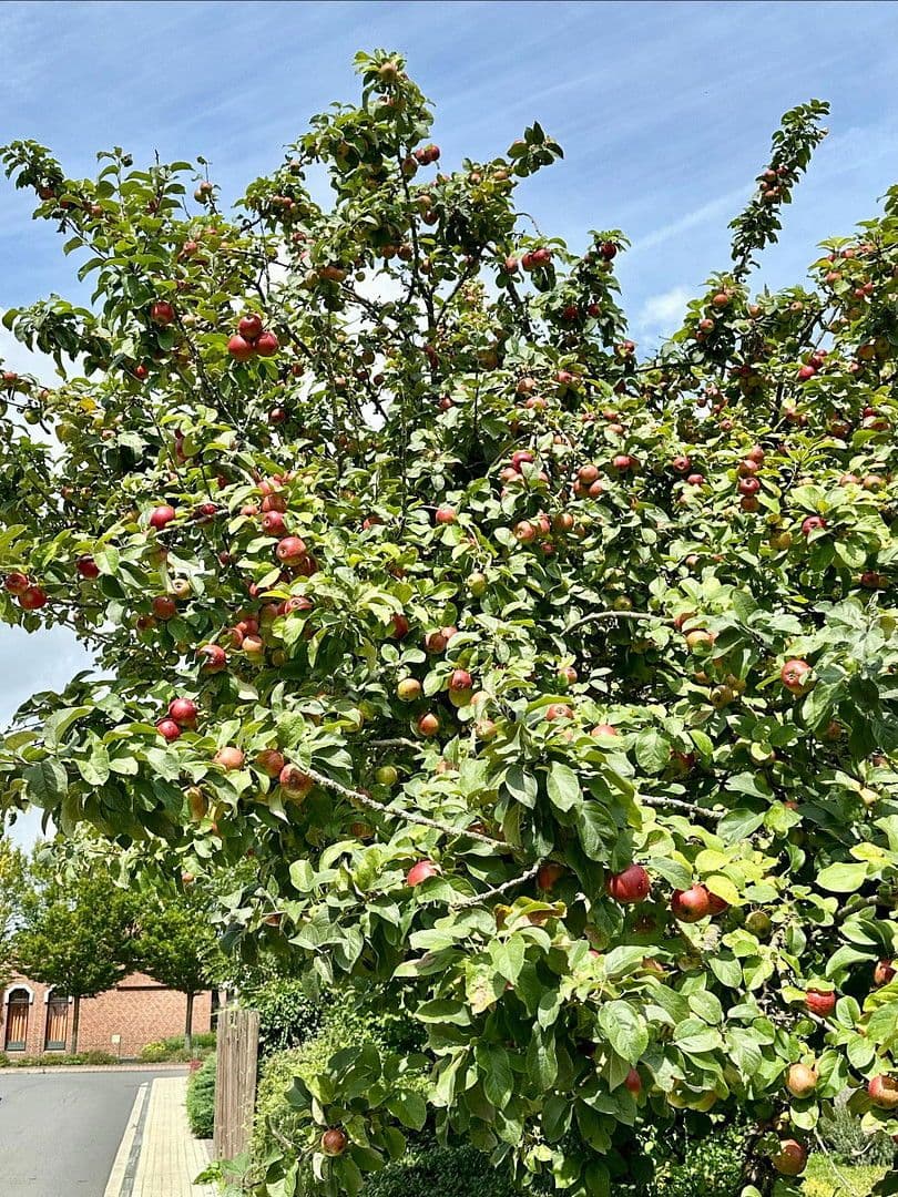 house for sale, 158 m², Altenberge, North Rhine-Westphalia house for sale, 158 m², Altenberge, North Rhine-Westphalia