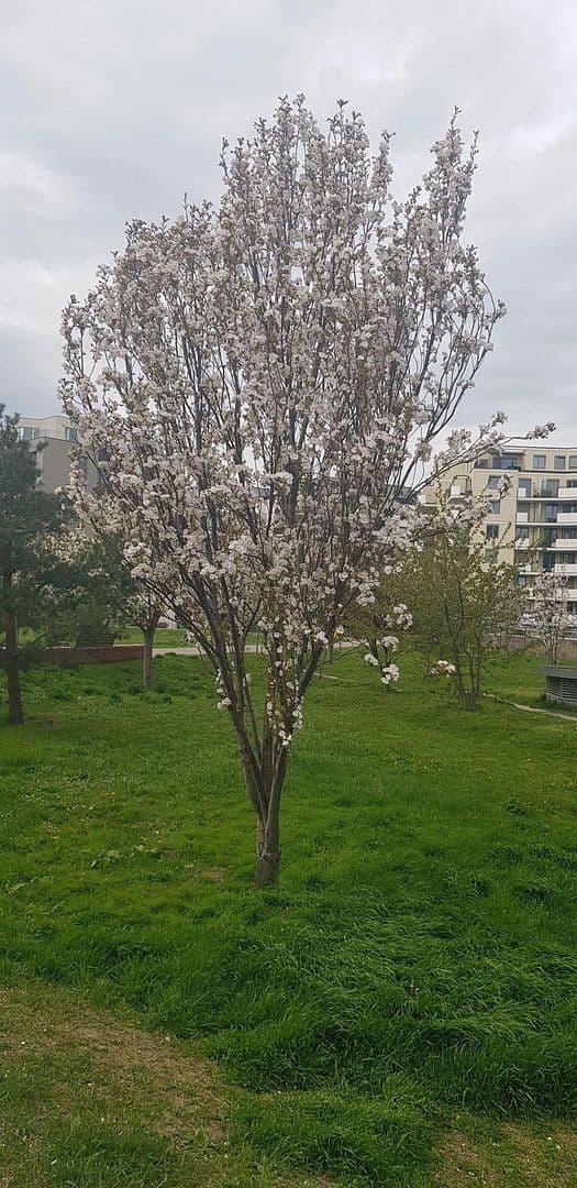 2 bedroom flat for sale, 41 m², Nippongasse 8, Wien, Vienna 2 bedroom flat for sale, 41 m², Nippongasse 8, Wien, Vienna