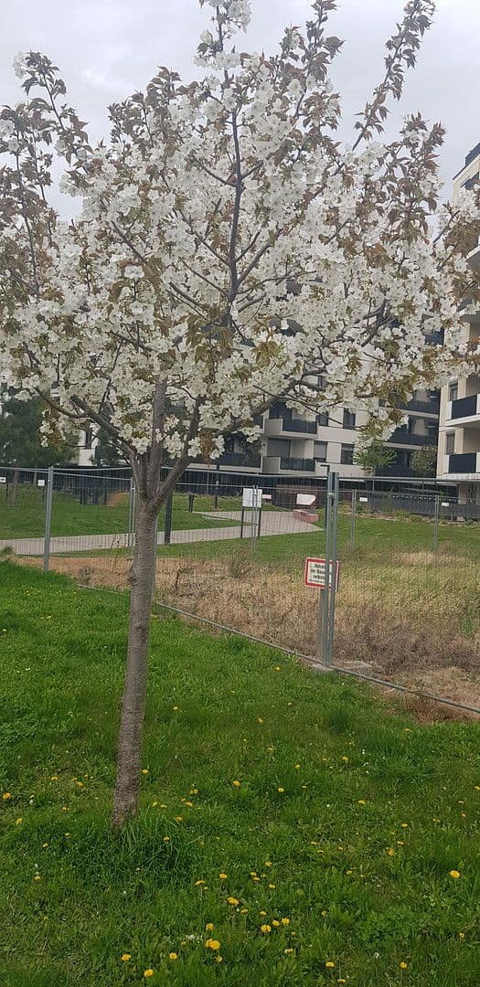 2 bedroom flat for sale, 41 m², Nippongasse 8, Wien, Vienna 2 bedroom flat for sale, 41 m², Nippongasse 8, Wien, Vienna