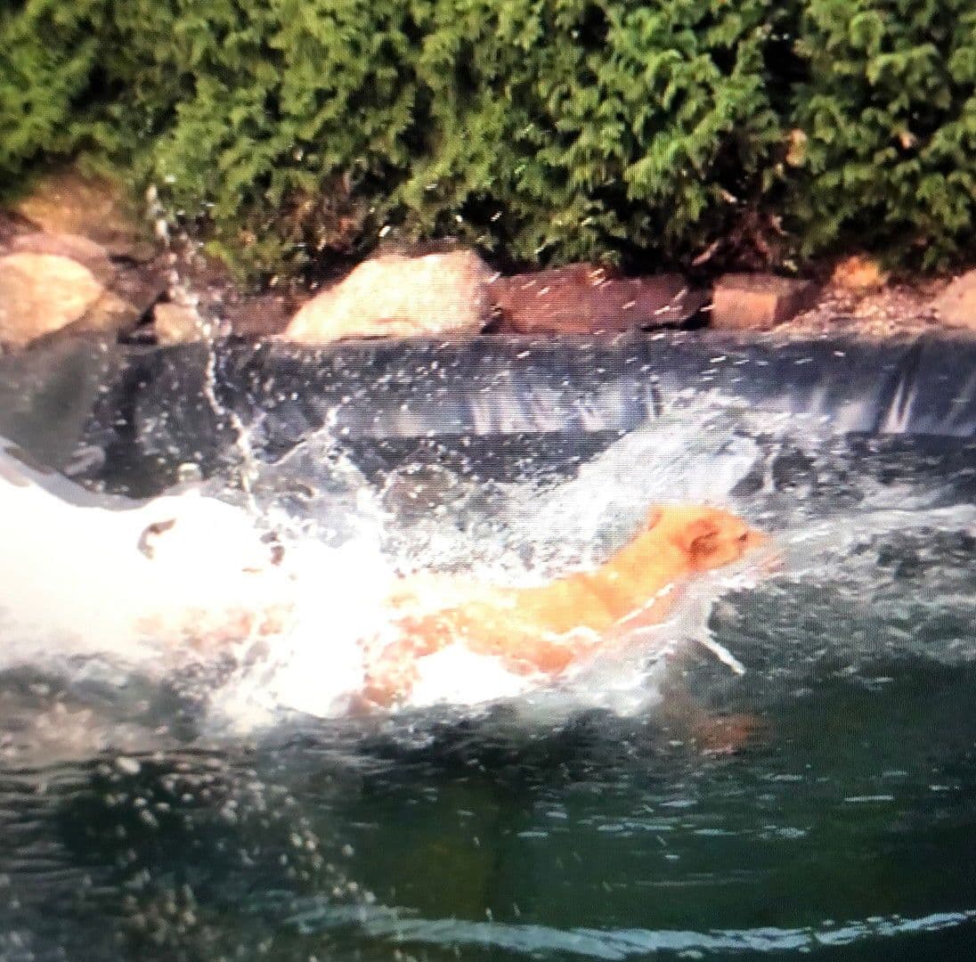 house for sale, 228 m², Falkenstein, Bavaria house for sale, 228 m², Falkenstein, Bavaria