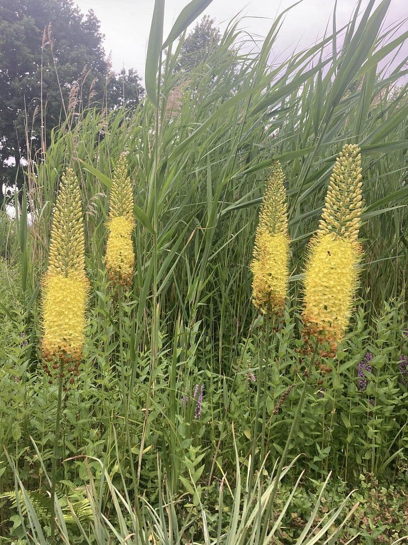 house for sale, 180 m², Nienstädt, Lower Saxony house for sale, 180 m², Nienstädt, Lower Saxony