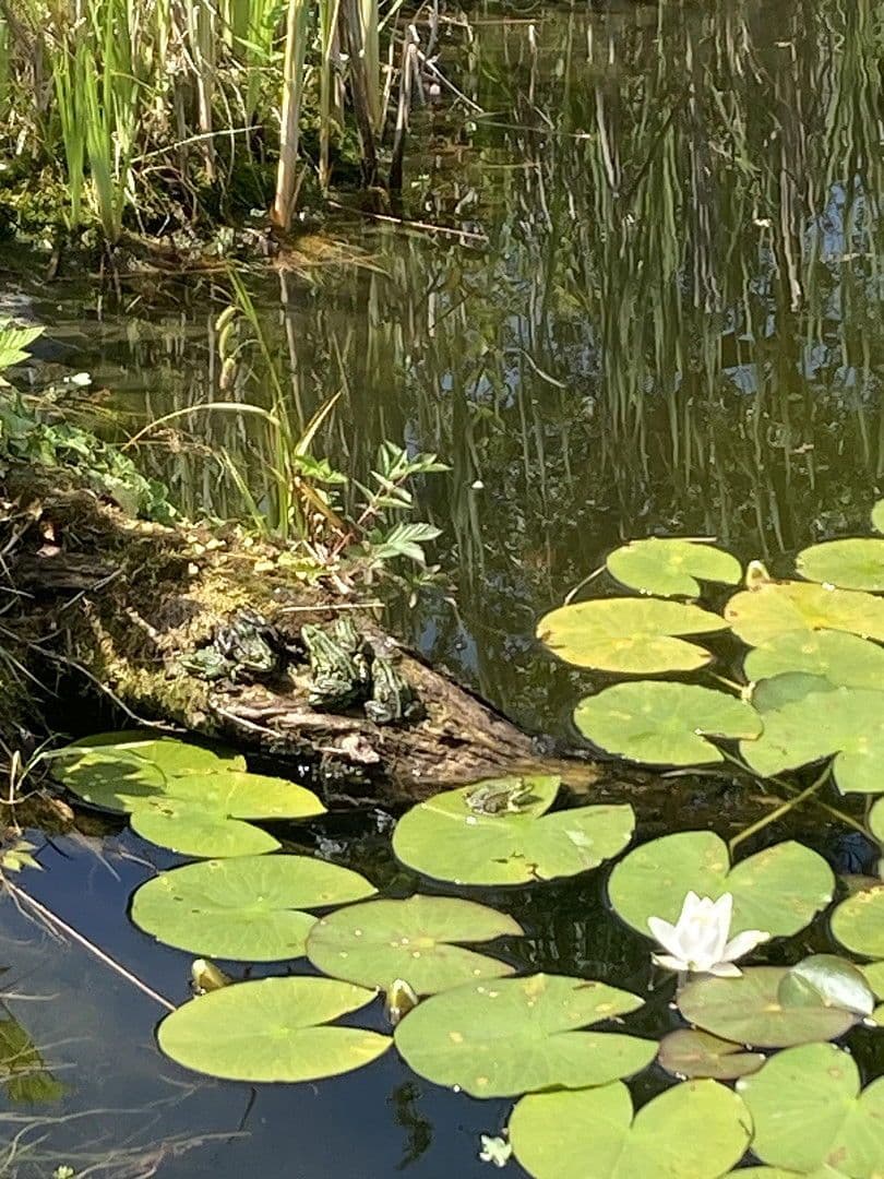 house for sale, 180 m², Nienstädt, Lower Saxony house for sale, 180 m², Nienstädt, Lower Saxony