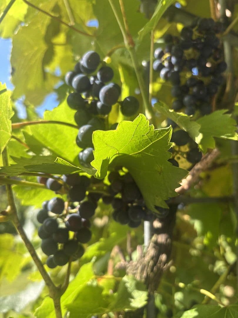 4 bedroom flat to rent, 120 m², Kupfstattgasse 18, Jochberg, Tyrol 4 bedroom flat to rent, 120 m², Kupfstattgasse 18, Jochberg, Tyrol