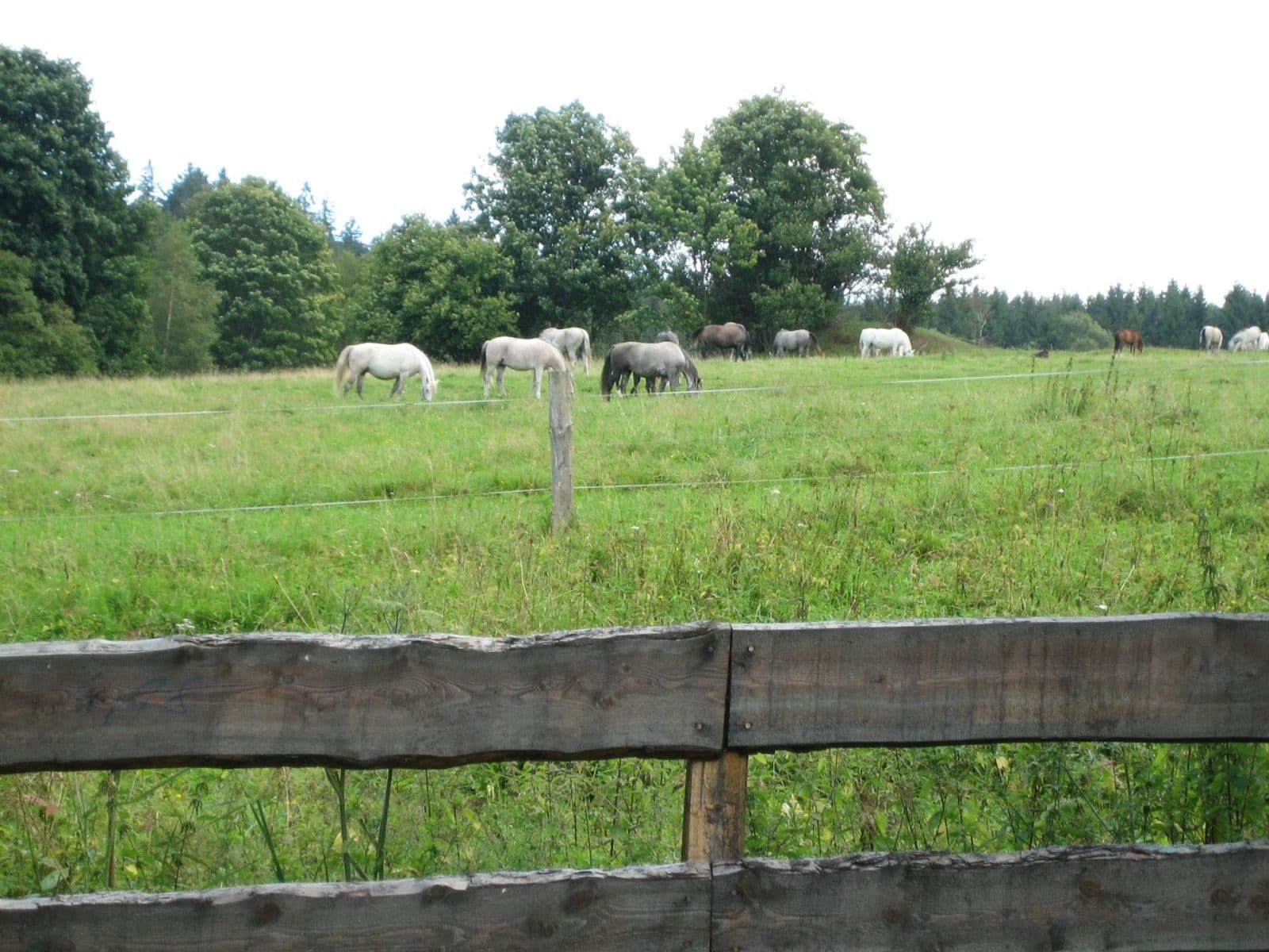 recreational property for sale, 1,520 m², Pohorská Ves, Jihočeský Region recreational property for sale, 1,520 m², Pohorská Ves, Jihočeský Region