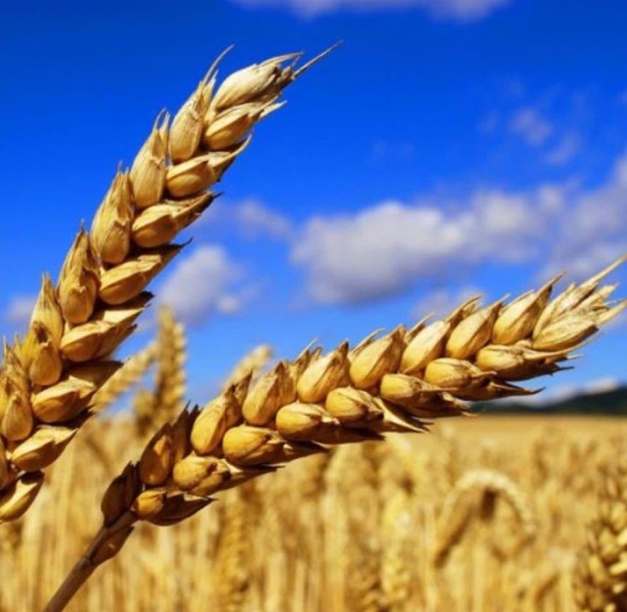 plot for sale, 23,000,000 m², Waidhaus, Bavaria plot for sale, 23,000,000 m², Waidhaus, Bavaria