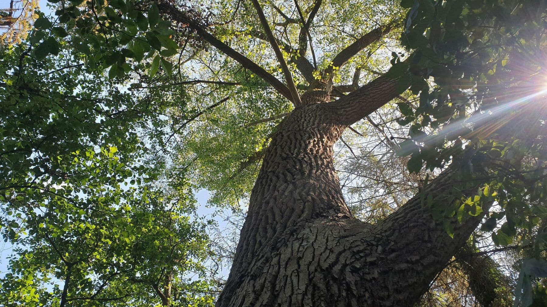 house for sale, 120 m², Tangstedt, Schleswig-Holstein house for sale, 120 m², Tangstedt, Schleswig-Holstein