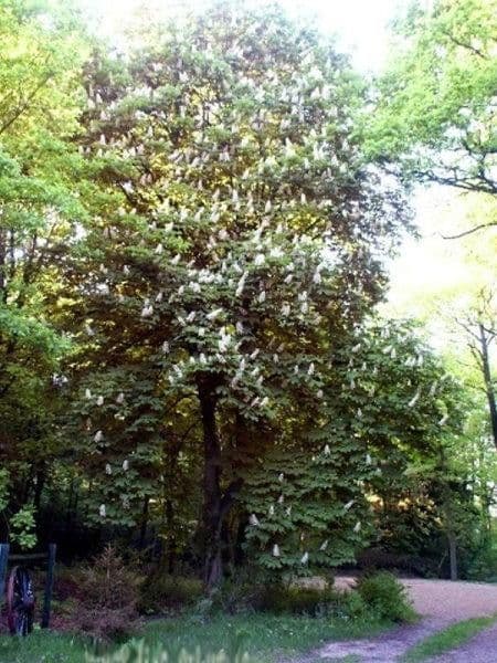 1 bedroom with open-plan kitchen flat to rent, 90 m², Schneverdingen, Lower Saxony 1 bedroom with open-plan kitchen flat to rent, 90 m², Schneverdingen, Lower Saxony