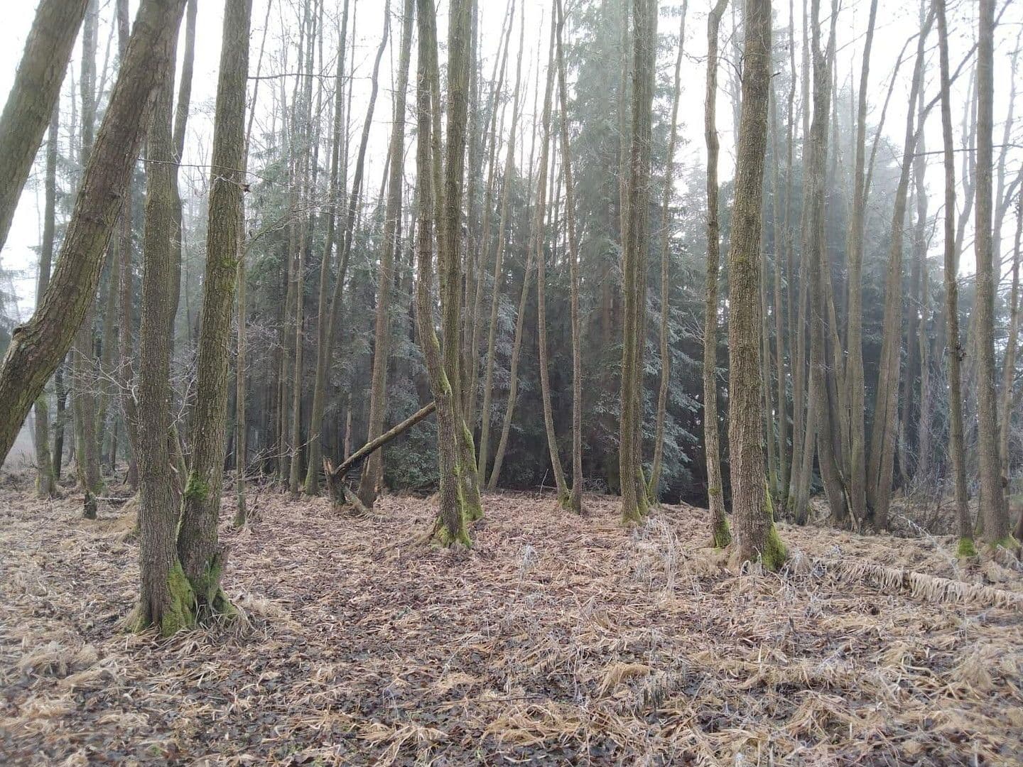 plot for sale, 21,462 m², Details bei Anfrage, Vitis, Lower Austria plot for sale, 21,462 m², Details bei Anfrage, Vitis, Lower Austria