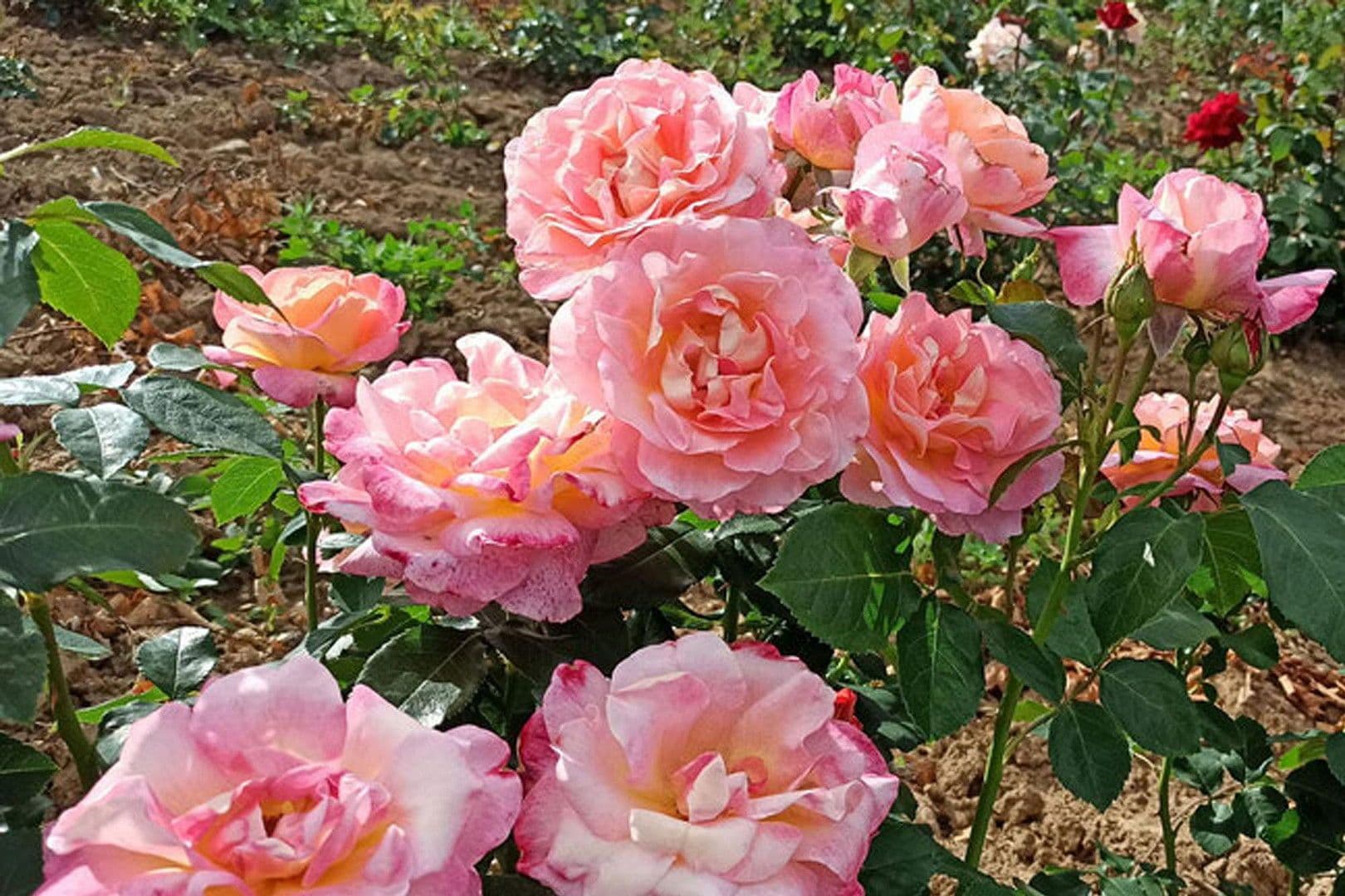 house for sale, 130 m², Teichstraße 7, Wentorf bei Hamburg, Schleswig-Holstein house for sale, 130 m², Teichstraße 7, Wentorf bei Hamburg, Schleswig-Holstein