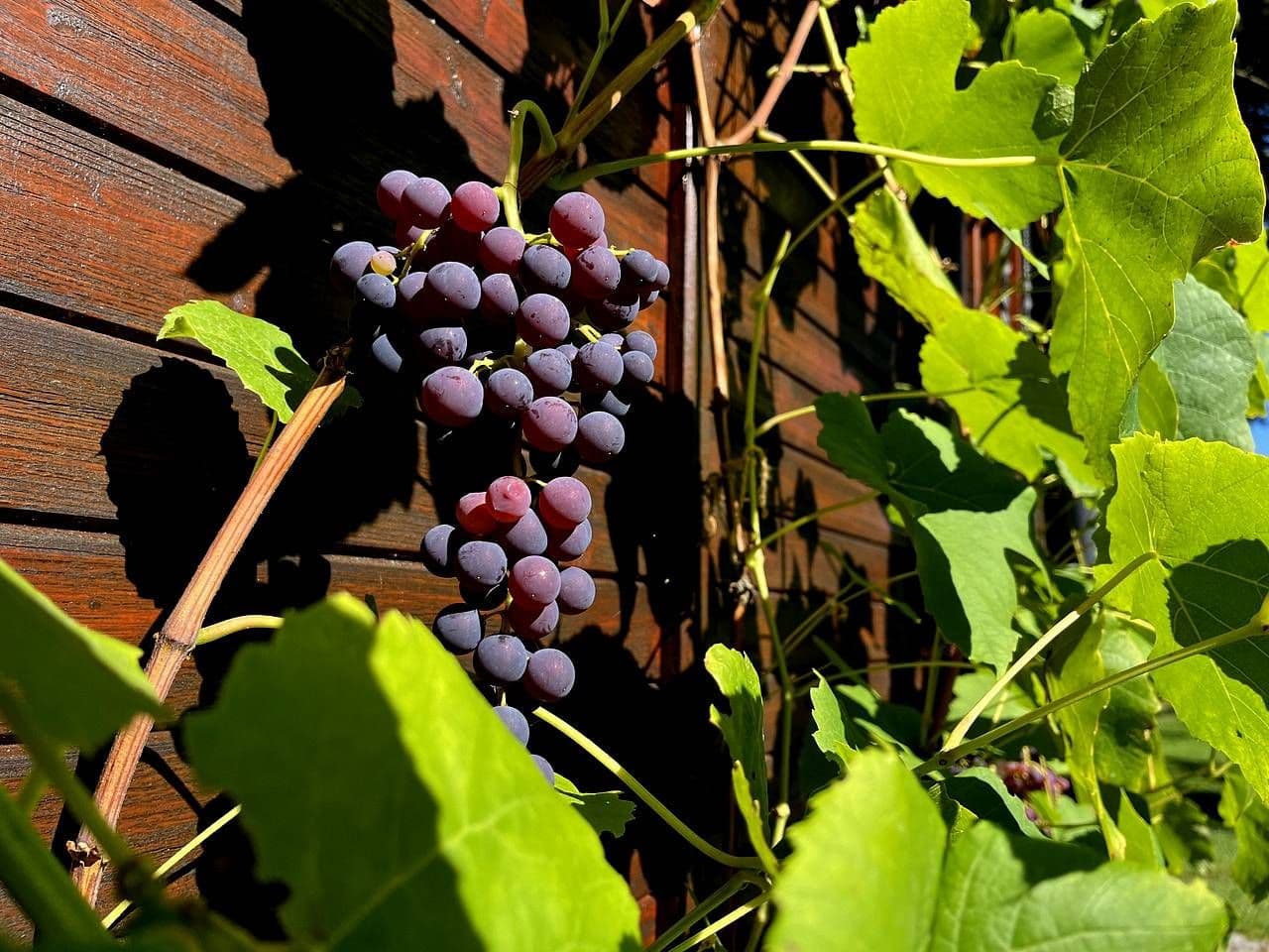 recreational property to rent, 0 m², Hamr na Jezeře, Liberecký Region recreational property to rent, 0 m², Hamr na Jezeře, Liberecký Region