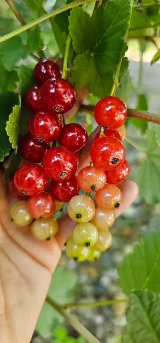 house for sale, 398 m², Hředle, Středočeský Region house for sale, 398 m², Hředle, Středočeský Region