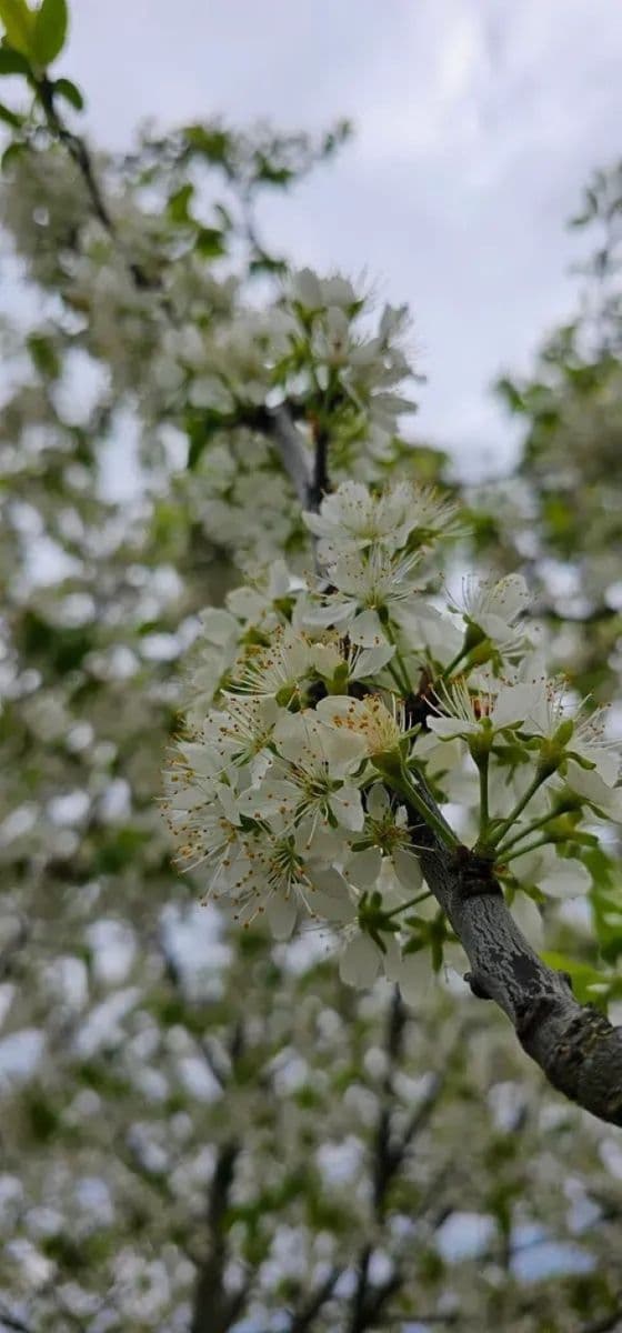 house for sale, 398 m², Hředle, Středočeský Region house for sale, 398 m², Hředle, Středočeský Region