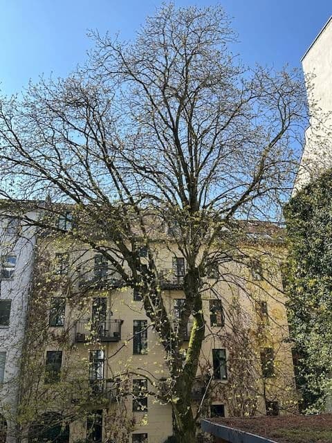 2 bedroom flat for sale, 46 m², Christinenstraße 33, Berlin, Berlin 2 bedroom flat for sale, 46 m², Christinenstraße 33, Berlin, Berlin