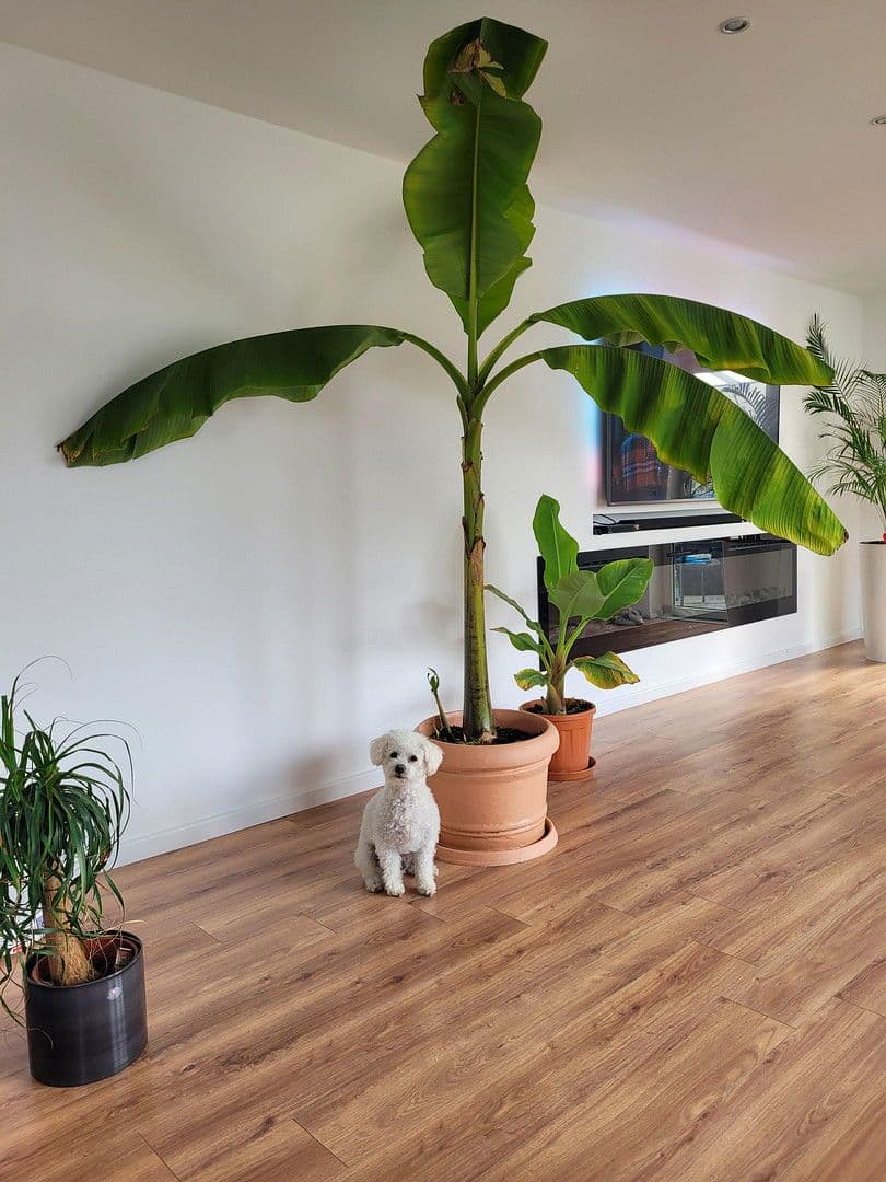 house for sale, 190 m², Goldbachstr. 2A, Florstadt, Hesse house for sale, 190 m², Goldbachstr. 2A, Florstadt, Hesse