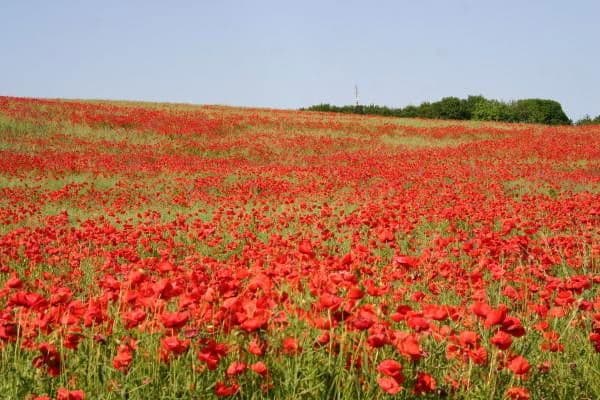 plot for sale, 999 m², Glowe, Mecklenburg-Vorpommern plot for sale, 999 m², Glowe, Mecklenburg-Vorpommern