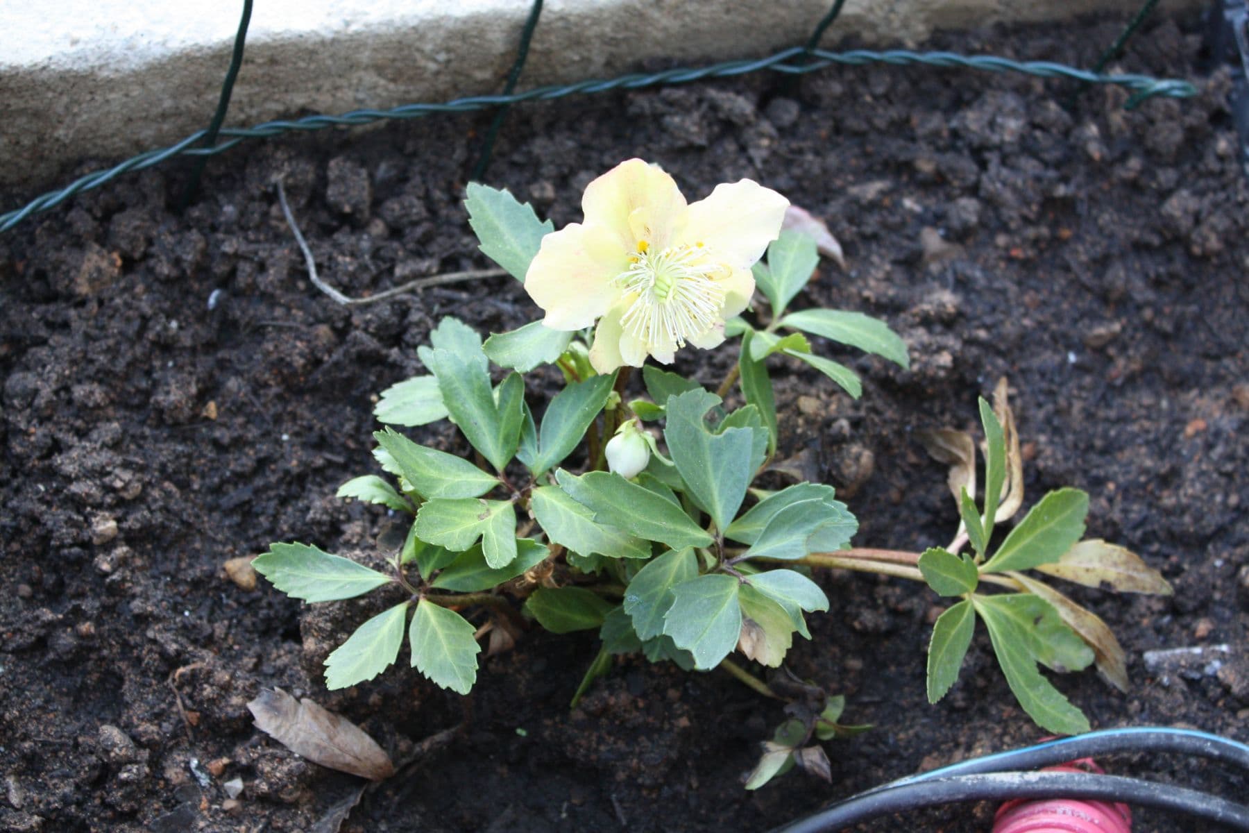 1 bedroom with open-plan kitchen flat to rent, 27 m², Ve Střešovičkách, Prague, Prague 1 bedroom with open-plan kitchen flat to rent, 27 m², Ve Střešovičkách, Prague, Prague