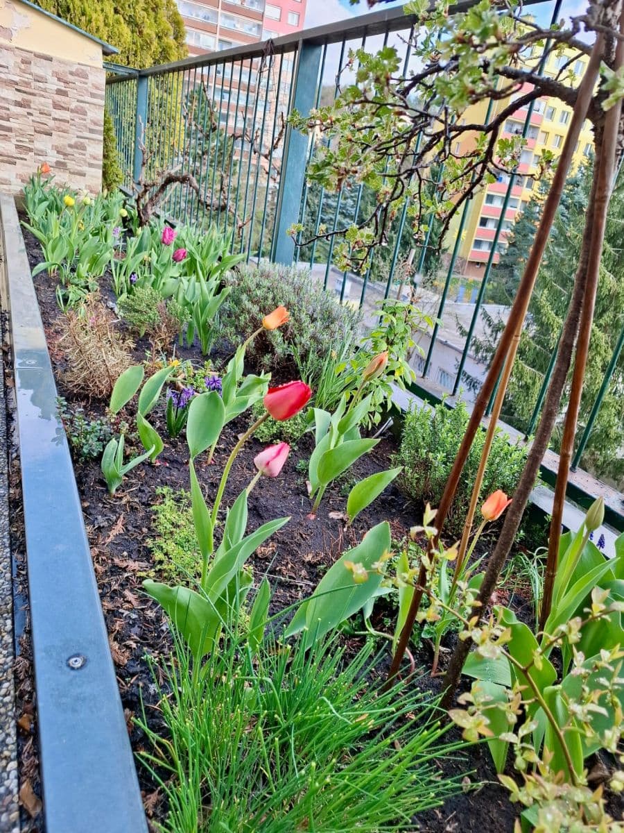 3 bedroom with open-plan kitchen flat to rent, 118 m², U Homolky, Prague, Prague 3 bedroom with open-plan kitchen flat to rent, 118 m², U Homolky, Prague, Prague