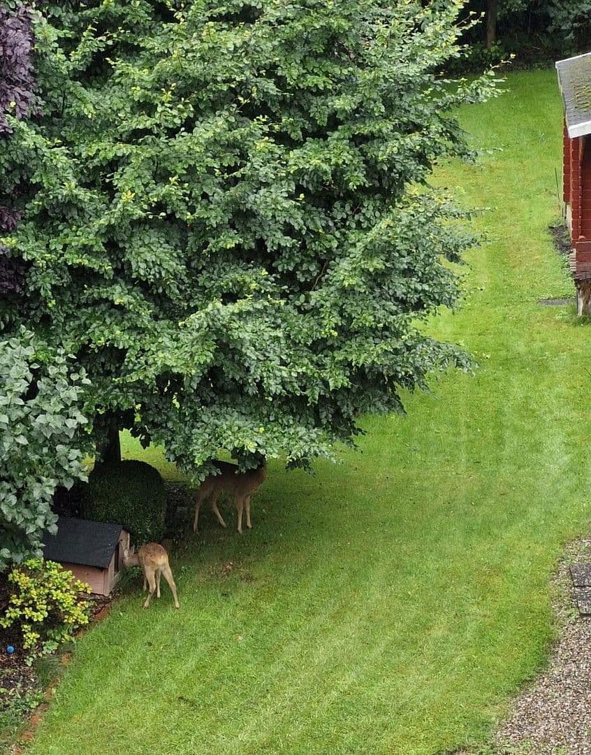 5 bedroom flat to rent, 125 m², Lütjenburger Str. 4a, Plön, Schleswig-Holstein 5 bedroom flat to rent, 125 m², Lütjenburger Str. 4a, Plön, Schleswig-Holstein