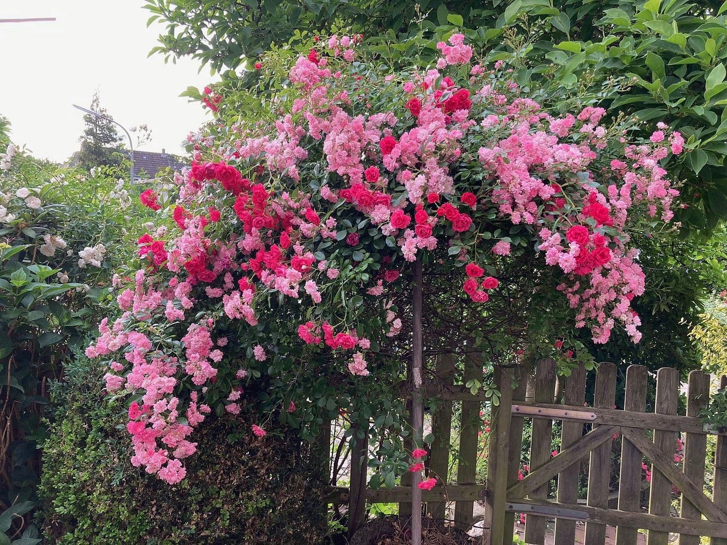 1 bedroom flat to rent, 25 m², Hamburg-Mitte, Hamburg 1 bedroom flat to rent, 25 m², Hamburg-Mitte, Hamburg