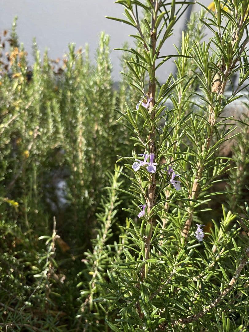 house for sale, 230 m², Friedrich-Pecht-Weg, 10, Konstanz, Baden-Württemberg house for sale, 230 m², Friedrich-Pecht-Weg, 10, Konstanz, Baden-Württemberg