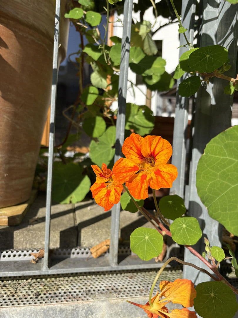 house for sale, 230 m², Friedrich-Pecht-Weg, 10, Konstanz, Baden-Württemberg house for sale, 230 m², Friedrich-Pecht-Weg, 10, Konstanz, Baden-Württemberg