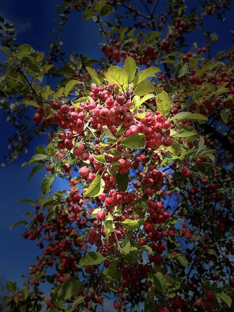 house to rent, 87 m², Berlin, Berlin house to rent, 87 m², Berlin, Berlin